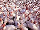 На ферме по выращиванию индюшек во французском департаменте Эн обнаружена смертельная для человека разновидность "птичьего гриппа" H5N1. Об этом говорится в распространенном в ночь на субботу сообщении для печати министерства сельского хозяйства страны