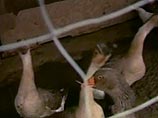 Выступая сегодня на открытии 43-го Международного салона сельского хозяйства, он подчеркнул, что употребление в пищу мяса птицы и яиц "не несет никакой опасности", и призвал поддержать французское птицеводство