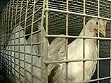 В 11 селах Аджарии будет уничтожена домашняя птица В 11 селах Аджарии будет уничтожена домашняя птица