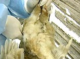 Массовый падеж птицы продолжается в нескольких регионах России Массовый падеж птицы продолжается в нескольких регионах России