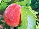 В США между Алабамой и Джорджией разгорелся спор за звание "персикового штата"