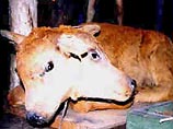 На Алтае родился теленок с 2 головами и очень большим сердцем. Его усыпили и заспиртовали На Алтае родился теленок с 2 головами и очень большим сердцем. Его усыпили и заспиртовали