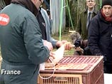 Франция прекратила поставки птицеводческой продукции в Россию из-за "птичьего гриппа" Франция прекратила поставки птицеводческой продукции в Россию из-за "птичьего гриппа"