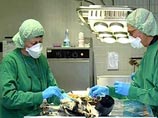 В Германии подтвержден случай гибели животного от вируса штамма H5N1. Анализы на вирус крови кошки, найденной мертвой, дали положительный результат