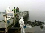 В Германии впервые от "птичьего гриппа" умерла кошка В Германии впервые от "птичьего гриппа" умерла кошка
