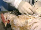 На сегодняшний день грипп птиц зафиксирован на территории 8 субъектов РФ, в том числе на личных подворьях На сегодняшний день грипп птиц зафиксирован на территории 8 субъектов РФ, в том числе на личных подворьях