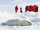 Пол Маккартни с женой высадился на дрейфующую льдину в защиту тюленей (ФОТО, ВИДЕО)