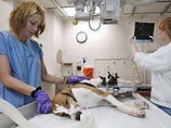 В Швейцарии прошел день сдачи собачьей крови В Швейцарии прошел день сдачи собачьей крови