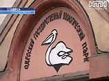 Ученые подтвердили, что птицы Одесского зоопарка погибли от вируса H5N1 Ученые подтвердили, что птицы Одесского зоопарка погибли от вируса H5N1