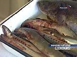Амурская рыба заражена бензолом, нитробензолом и другими токсичными веществами Амурская рыба заражена бензолом, нитробензолом и другими токсичными веществами