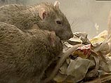 В Петербурге всех крыс уничтожат из-за большой грызунопроницаемости городских объектов