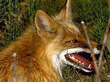 В Пермском крае бешеная лиса напала на охотника