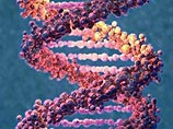 По данным ученых из Чикагского Университета, гены человека, которые отвечают за процессы метаболизма, пигментации кожи, деятельность мозга и репродуктивную функцию, возникли в ответ на изменения окружающей среды, произошедшие относительно недавно По данным ученых из Чикагского Университета, гены человека, которые отвечают за процессы метаболизма, пигментации кожи, деятельность мозга и репродуктивную функцию, возникли в ответ на изменения окружающей среды, произошедшие относительно недавно