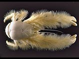 Ученый из французского Института исследований моря обнаружили новый вид ракообразного. Уникальное ракообразное, пойманное на глубине 2,3 км, оснащено "волосатыми" клешнями и абсолютно слепо