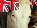 Евросоюз снял запрет на импорт британской говядины