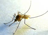 Американцы создали новый вид комара, неспособного переносить вирус лихорадки денге