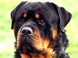 Самым откормленным в мире псом признан 95-килограммовый ротвейлер Бьюдель