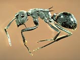 Это единственный из известных на сегодняшний день видов муравьев, способных не только плавать, но и длительное время находиться под водой, спасаясь, таким образом, от хищников