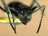 В Австралии ученые нашли муравьев, умеющих плавать кролем