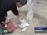 ВОЗ подтвердила гибель трех азербайджанцев от "птичьего гриппа" ВОЗ подтвердила гибель трех азербайджанцев от "птичьего гриппа"