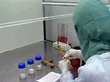 Птичий грипп достиг Святой земли Птичий грипп достиг Святой земли