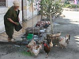 В Египте, возможно, от H5N1 умерла женщина. Это первый случай в стране В Египте, возможно, от H5N1 умерла женщина. Это первый случай в стране