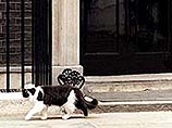 В Британии умер кот, ловивший мышей для трех премьер-министров