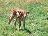 В мае 2005 в США на одной из ферм, к востоку от американского города Тукумкари, родился теленок с пятой ногой с двумя копытами на спине