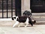 Знаменитый британский кот Хамфри оправдан посмертно за недоказанностью его вины