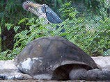 Черепаха Адваита, принадлежавшая в 18 веке британскому колониальному генералу Роберту Клайву, умерла в зоопарке Калькутты