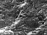 В марсианском метеорите найдены следы микроорганизмов