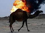 Саддам Хусейн собирался атаковать американцев верблюдами-камикадзе