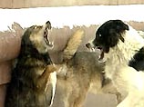 Десятки тысяч московских бродячих собак меняют среду обитания