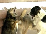 Десятки тысяч московских бродячих собак меняют среду обитания Десятки тысяч московских бродячих собак меняют среду обитания