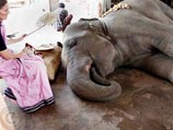 Слониха Гулаб из главного храма Кришны в Маяпуре тяжело заболела