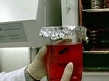 Ученые впервые восстановили сложный человеческий орган, используя собственные ткани пациента