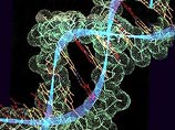 Постоянная низкокалорийная диета способна существенно замедлить старение, считают ученые Постоянная низкокалорийная диета способна существенно замедлить старение, считают ученые