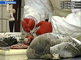 В Великобритании официально подтвержден первый случай гибели птицы от опасного для человека штамма H5N1 В Великобритании официально подтвержден первый случай гибели птицы от опасного для человека штамма H5N1