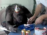 Звезда фильмов о Тарзане - шимпанзе Чита отметил свой 74-й день рождения