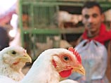 В Египте зафиксирован двенадцатый случай заболевания человека "птичьим гриппом" В Египте зафиксирован двенадцатый случай заболевания человека "птичьим гриппом"