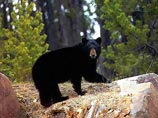 В американском заповеднике медведь растерзал шестилетнюю девочку В американском заповеднике медведь растерзал шестилетнюю девочку