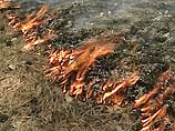 На территории России один за другим вспыхивают лесные пожары, пишут "Новые известия". По данным Рослесхоза, с начала года в лесном фонде РФ произошло 42 пожара, огонь уничтожил растительность на 1036 га