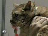 Уличный кот,  проходя мимо, спас в Кельне жизнь младенцу