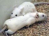 Японские ученые создали мышей, страдающих маниакально-депрессивным психозом, чтобы победить болезнь