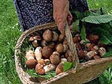 В лесах Московской области разрешили бесплатно собирать ягоды и грибы 