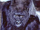 В итальянском зоопарке горилла нокаутировала посетителя, который ее "достал"