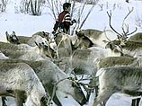 "Время новостей": В России может появиться нацпроект "Рога и копыта" "Время новостей": В России может появиться нацпроект "Рога и копыта"