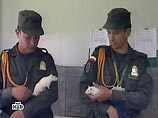 В Колумбии крысы помогают разминировать страну В Колумбии крысы помогают разминировать страну
