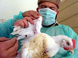 "Птичий грипп" затронул 19 из 26 провинций Египта. Впервые об обнаружении вируса было объявлено в феврале, а о заражении им человека - 18 марта