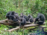 По словам очевидцев, в воскресенье в заказнике для шимпанзе Такугама (Tacugama), располагающемся недалеко от столицы, Фритауна, группа из пяти человек, въехав в заказник, подверглась нападению обезьян